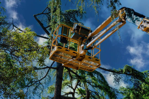 Trusted Port Dickinson, NY  Tree Services Experts